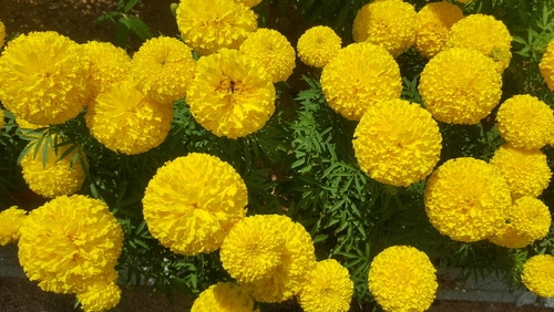 beautifully blooming yellow marigolds
