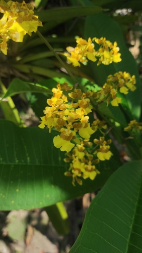 yellow oncidium cheirophorum flowers under the shade