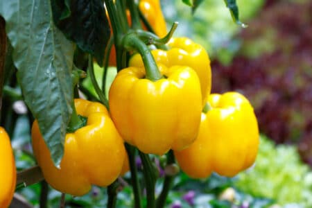 Growing pepper plants is not difficult if they are given the right growth conditions