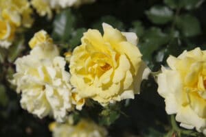 Blooming yellow rose flowers in the garden