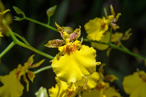 yellow sphacelatum bright yellow onc sphacelatum flowers
