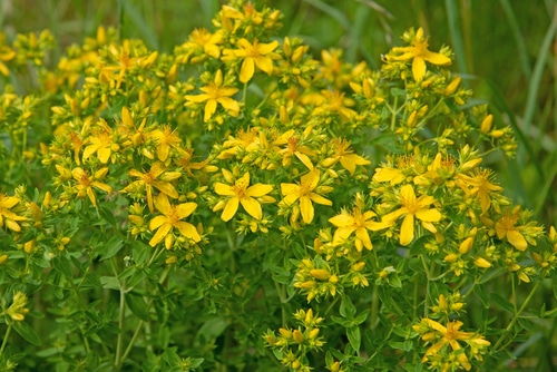 Blooming yellow St. John's flower