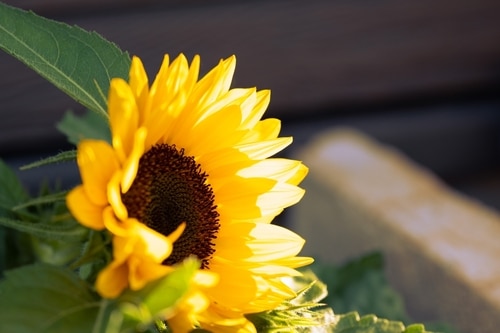 yellow sunflower a beautiful sunflower bloom in yard