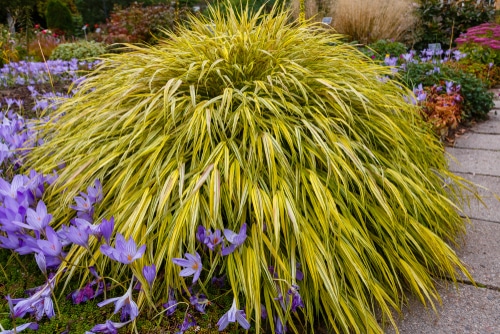 yellow tuft japanese grass