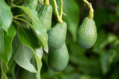 young and unripe avocados