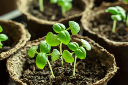 How to Plant Basil Seeds