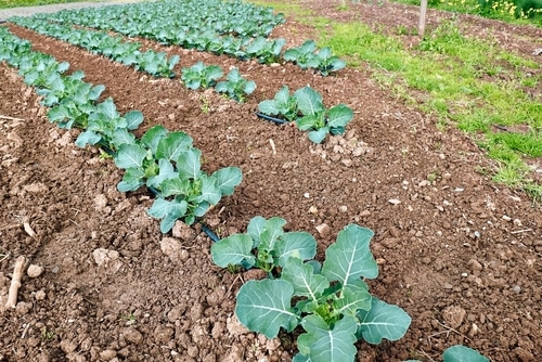 bunch of young broccoli planted in farm