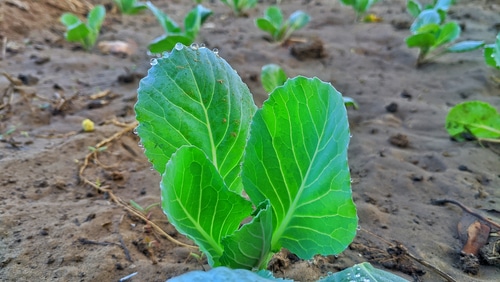 young cabbage plant in the garden
