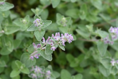 Young flowers of a catnip plant in the garden