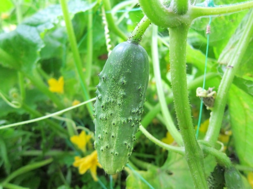 young cucumber grown in the garden