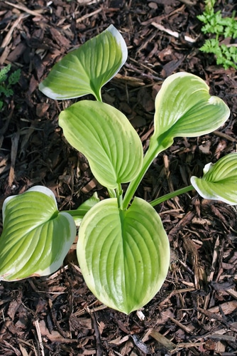 Young hosta plant under the sun
