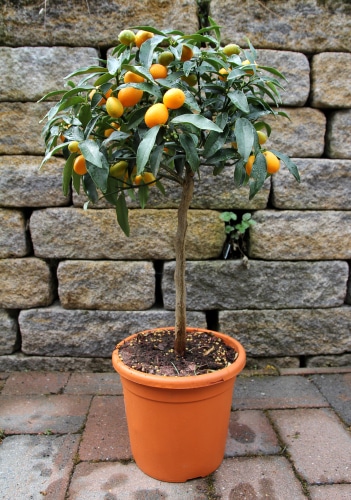 young kumquat plant in a small planter