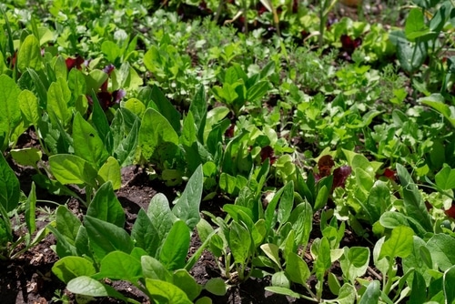 young lettuce an array of organic lettuce in the garden