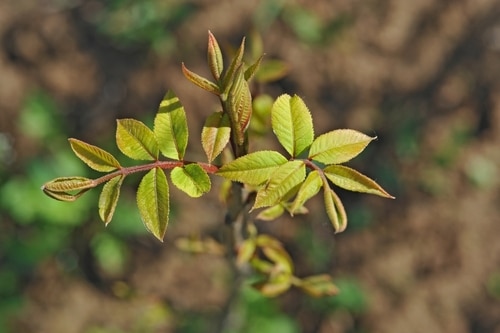 young pecan plant with budding leaves