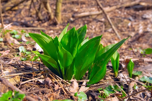 young sprouts young sprouts wild leek scallions