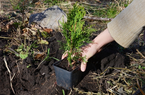 a person planting a young thuja in the field