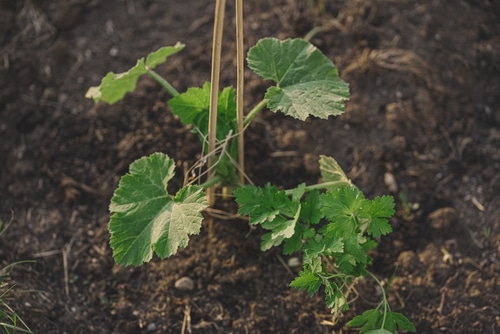 young zucchini plant two sticks supporting the growing zucchini plant