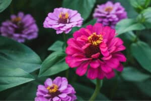 beautiful zinnia flowers