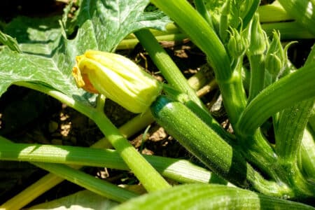 How to Care for Your Zucchini Plant