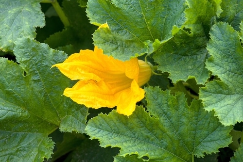 zucchini flower full bloom of yellow zucchini flower