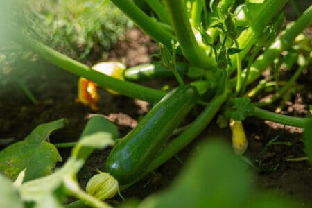 growing organic zucchini in home garden