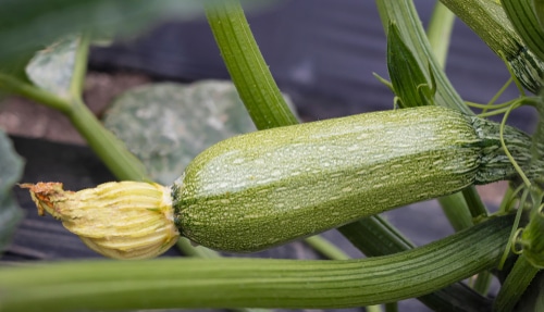 zucchini plant big zucchini plant in the garden