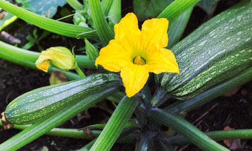 zucchini plant flower Zucchini plant yellow flower