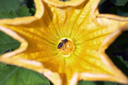 yellow zucchini flower undergoing pollination